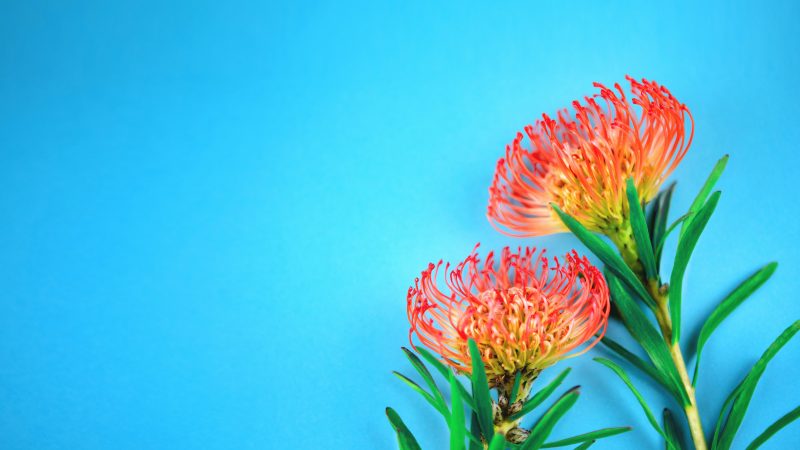 Planting Tropical Flowers for Your Garden
