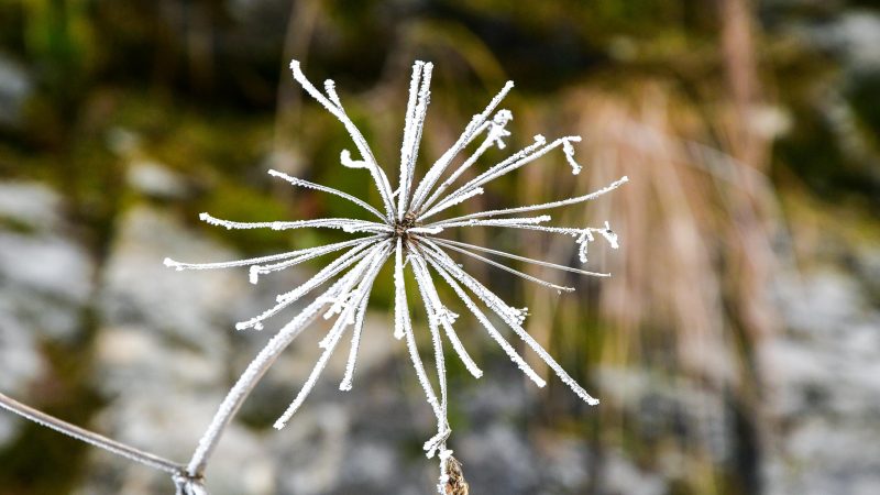 Different Winter Plants for Your Garden